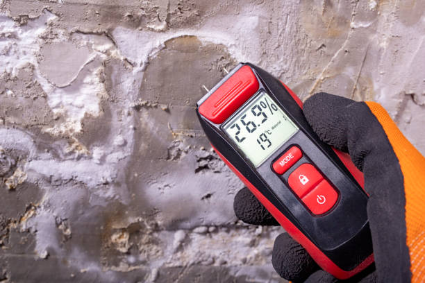 Best Home Mold Removal  in Beardstown, IL